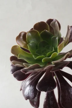 Ørkenplanter Og Knoldplanter|Danskavlede Planter^PLANT Black Rose - Aeonium