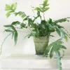 Tropiske Planter|Danskavlede Planter^PLANT Blue star bregne