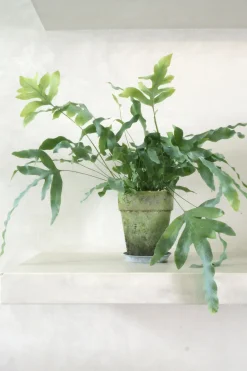 Tropiske Planter|Danskavlede Planter^PLANT Blue star bregne