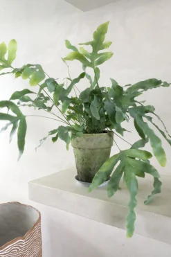 Tropiske Planter|Danskavlede Planter^PLANT Blue star bregne