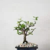 Danskavlede Planter|Bonsai^PLANT Bonsai Carmona, lille