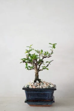 Danskavlede Planter|Bonsai^PLANT Bonsai Carmona, lille