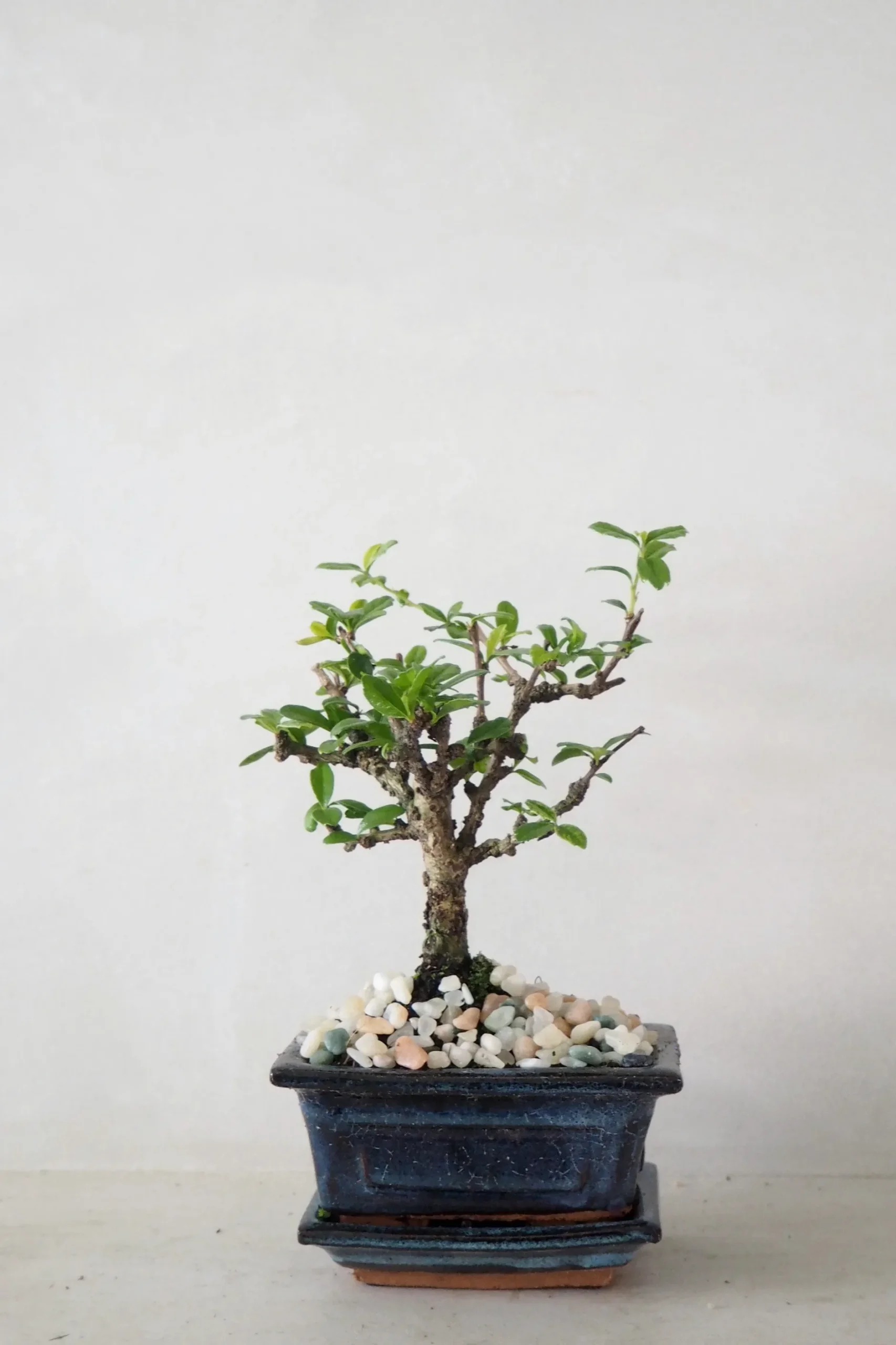 Danskavlede Planter|Bonsai^PLANT Bonsai Carmona, lille