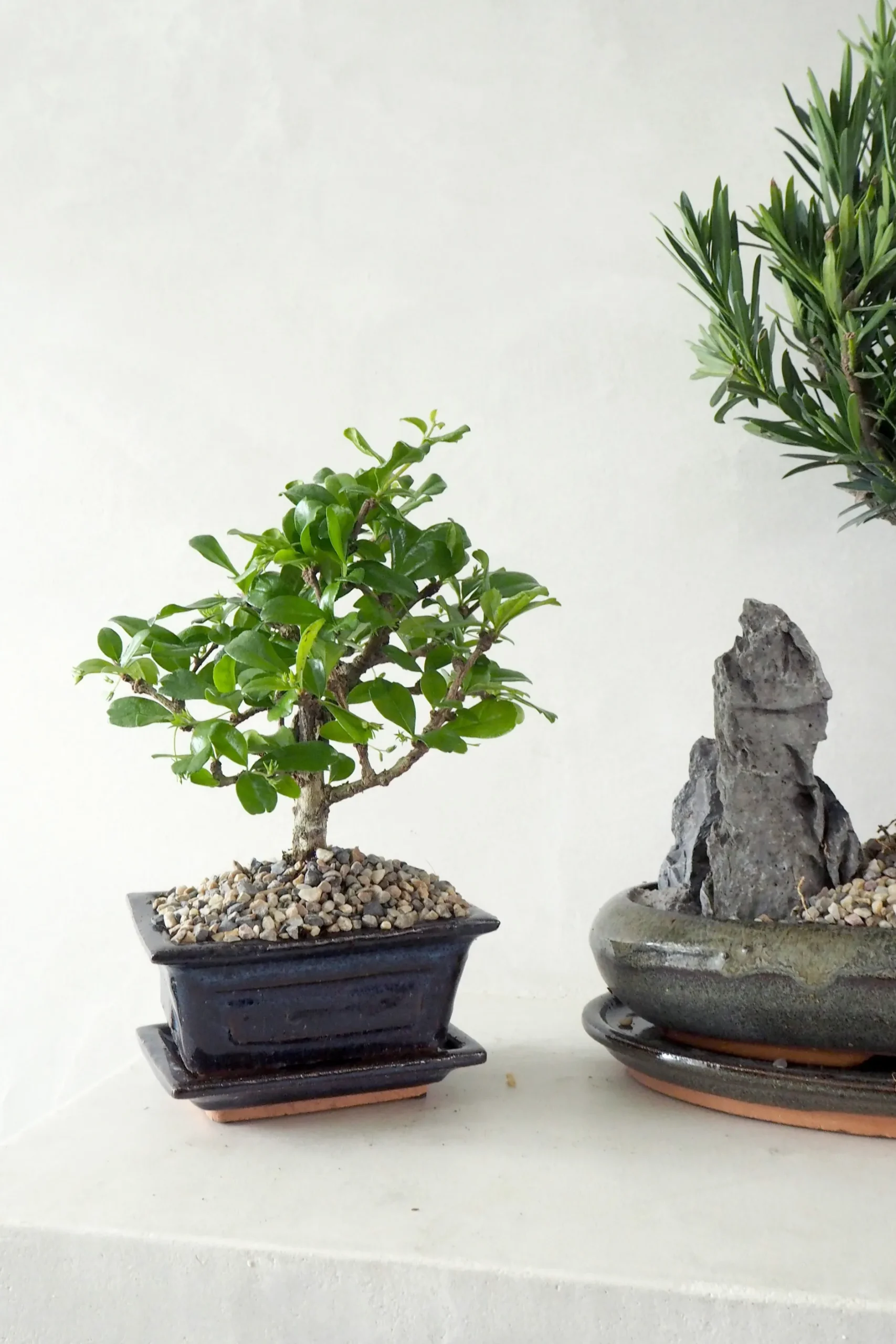 Danskavlede Planter|Bonsai^PLANT Bonsai Carmona, lille