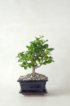 Danskavlede Planter|Bonsai^PLANT Bonsai Carmona, lille