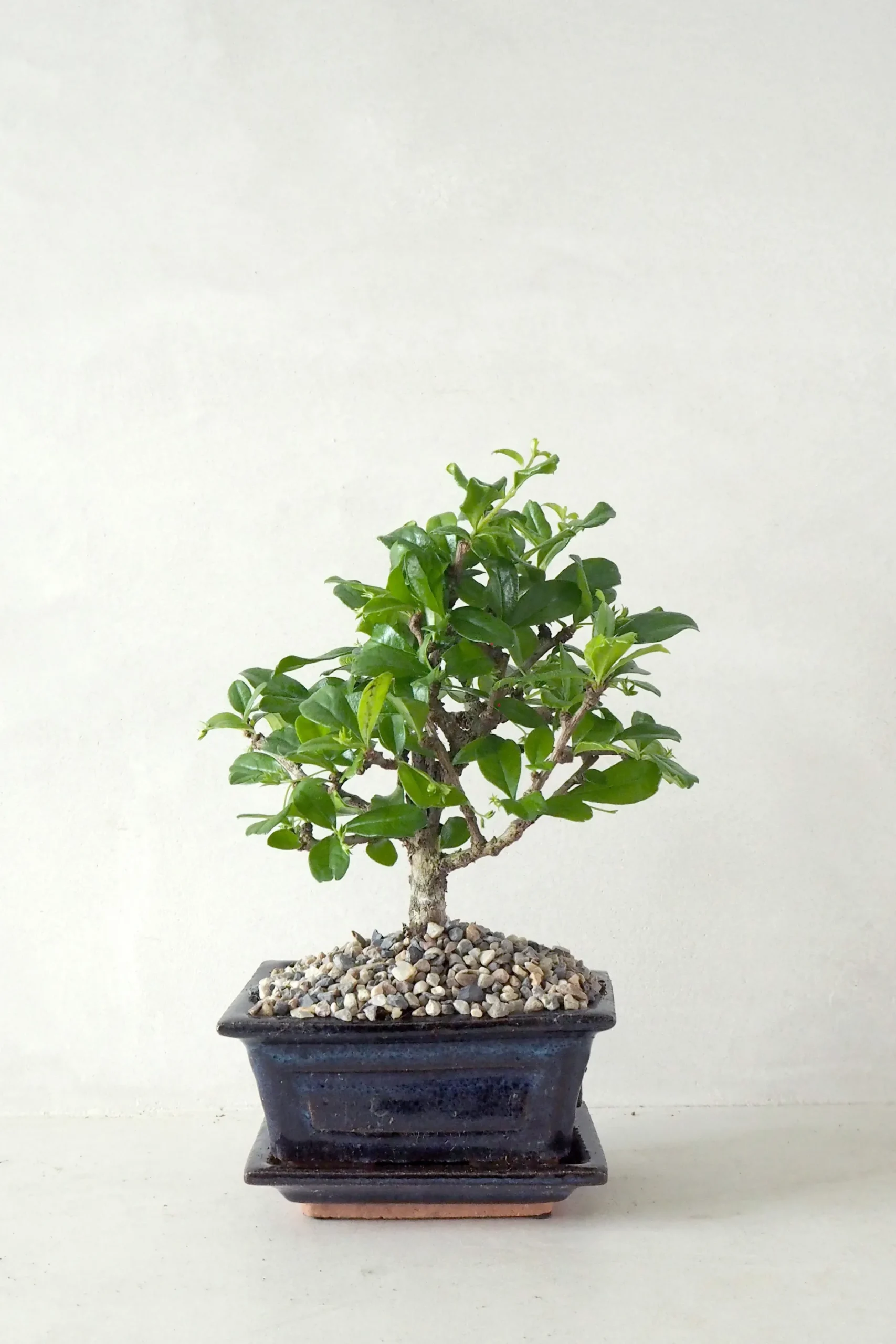 Danskavlede Planter|Bonsai^PLANT Bonsai Carmona, lille