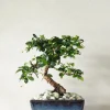 Bonsai^PLANT Bonsai Carmona, medium