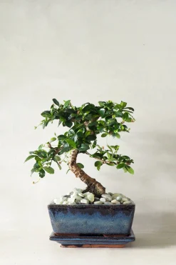 Bonsai^PLANT Bonsai Carmona, medium