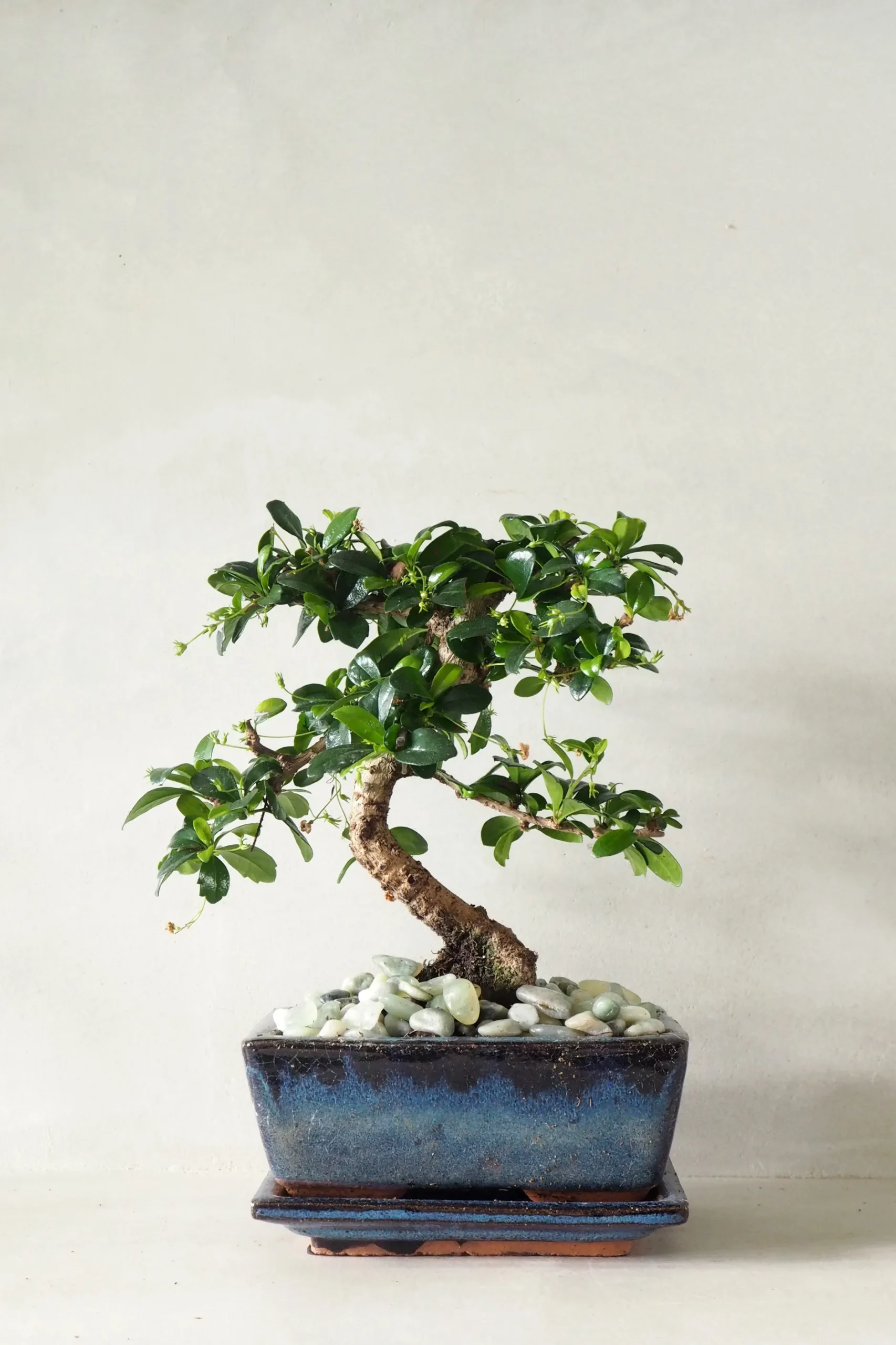 Bonsai^PLANT Bonsai Carmona, medium