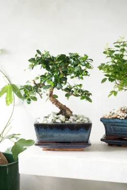Bonsai^PLANT Bonsai Carmona, medium