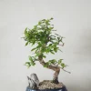 Danskavlede Planter|Bonsai^PLANT Bonsai Carmona, stor