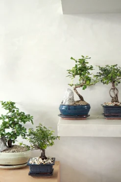 Danskavlede Planter|Bonsai^PLANT Bonsai Carmona, stor