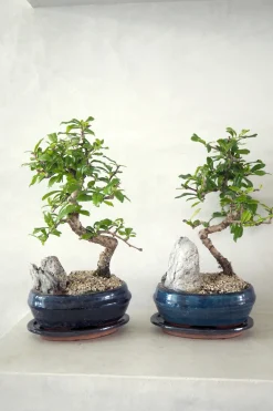 Danskavlede Planter|Bonsai^PLANT Bonsai Carmona, stor