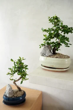 Danskavlede Planter|Bonsai^PLANT Bonsai Carmona, stor