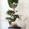 Bonsai|Gulvplanter Og Store Træer^PLANT Bonsai Ficus Ginseng, stor