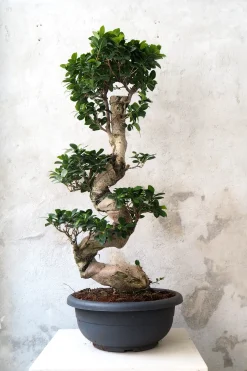 Bonsai|Gulvplanter Og Store Træer^PLANT Bonsai Ficus Ginseng, stor