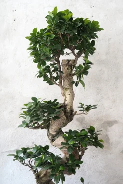 Bonsai|Gulvplanter Og Store Træer^PLANT Bonsai Ficus Ginseng, stor