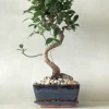 Bonsai^PLANT Bonsai Ficus, medium I