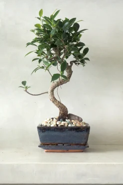 Bonsai^PLANT Bonsai Ficus, medium I