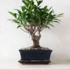 Danskavlede Planter|Bonsai^PLANT Bonsai Ficus, medium II