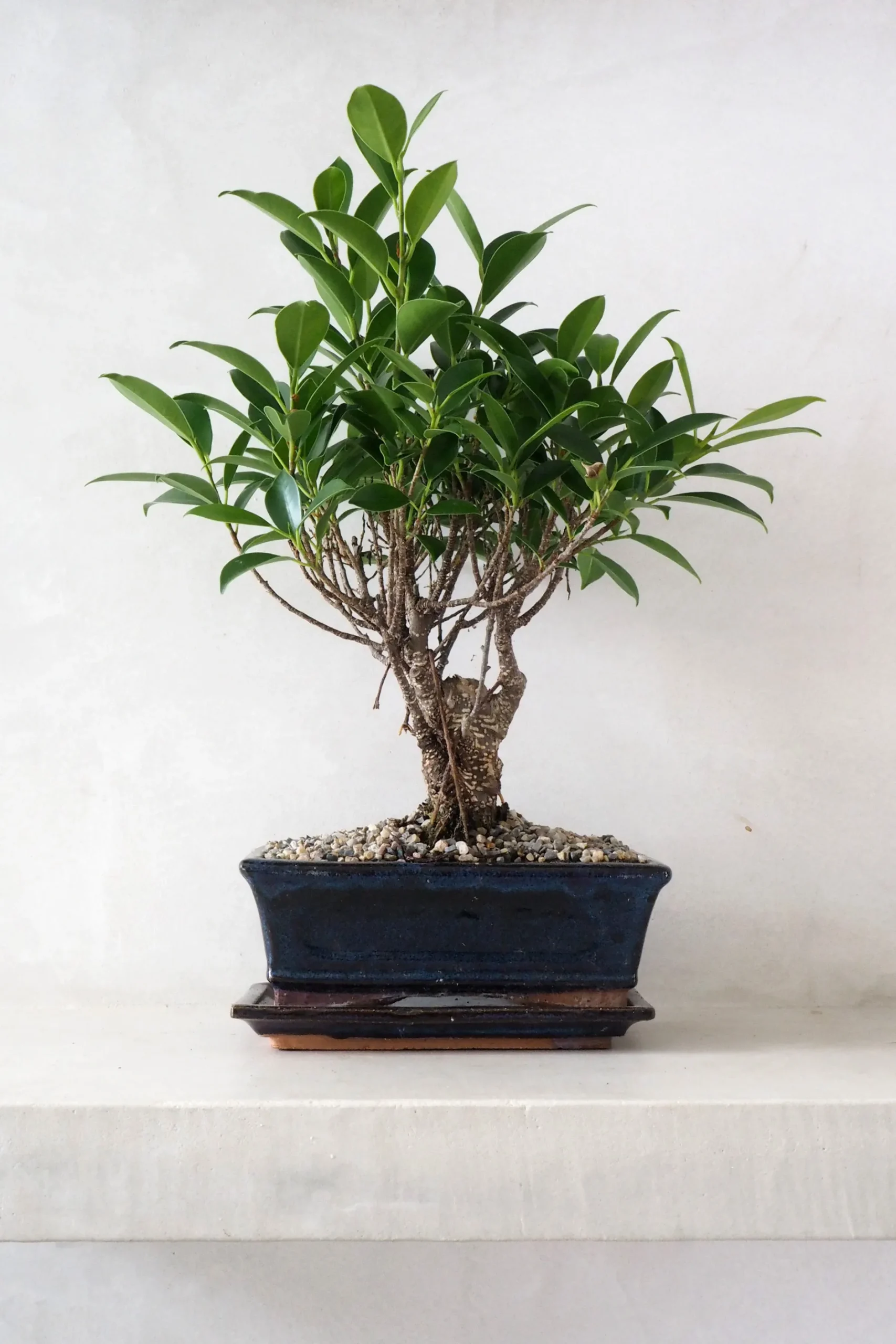 Danskavlede Planter|Bonsai^PLANT Bonsai Ficus, medium II