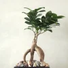 Bonsai^PLANT Bonsai Ficus, medium II