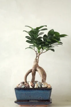 Bonsai^PLANT Bonsai Ficus, medium II