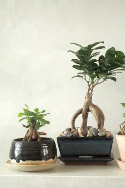 Bonsai^PLANT Bonsai Ficus, medium II