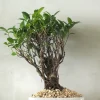 Bonsai^PLANT Bonsai Ficus, medium II
