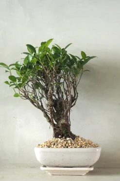 Bonsai^PLANT Bonsai Ficus, medium II