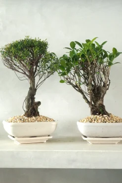 Bonsai^PLANT Bonsai Ficus, medium II