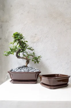 Mellem|Lille^PLANT Bonsai krukke