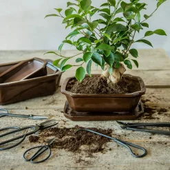 Mellem|Lille^PLANT Bonsai krukke