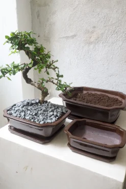 Mellem|Lille^PLANT Bonsai krukke