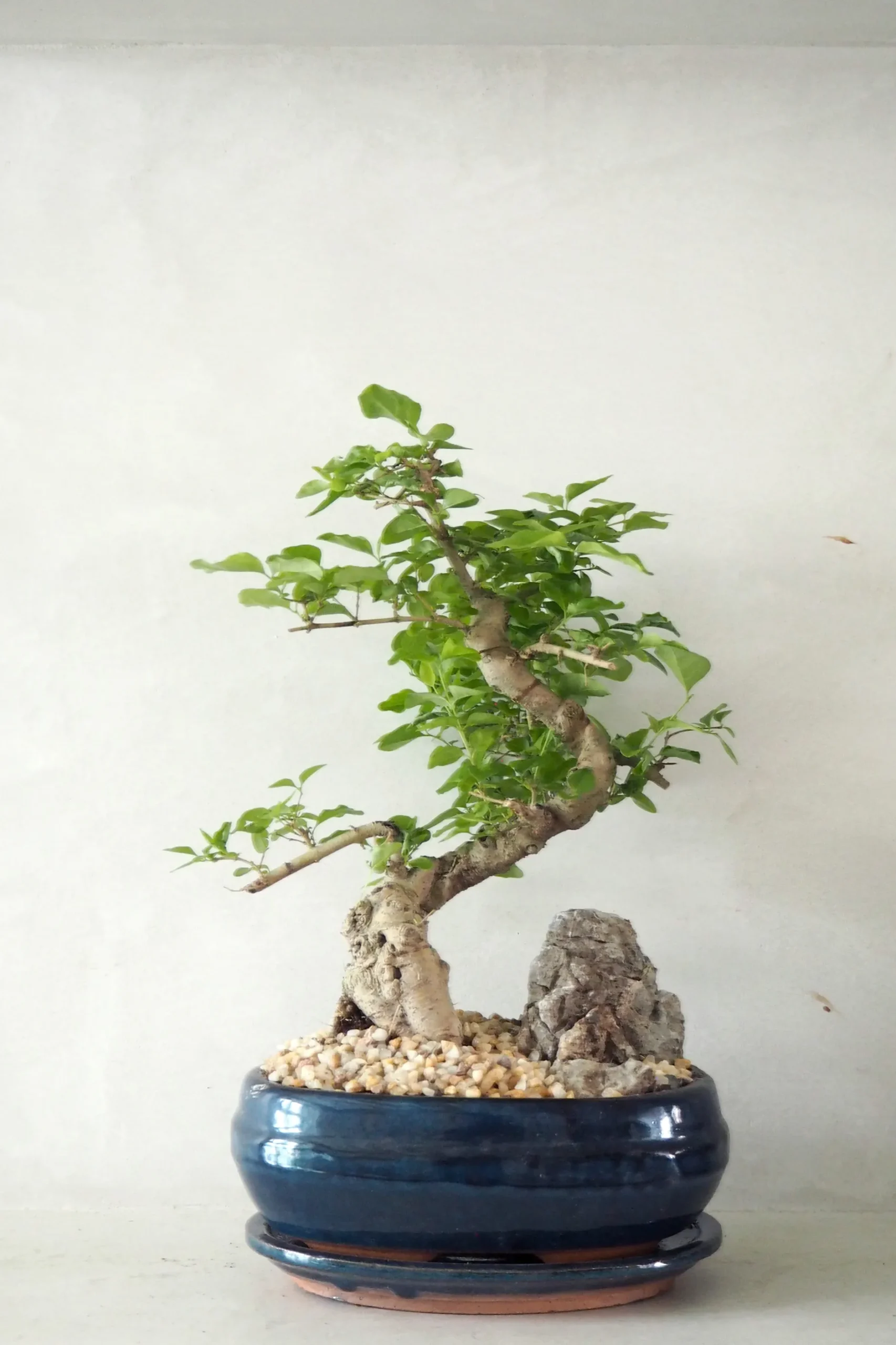Danskavlede Planter|Bonsai^PLANT Bonsai ligustrum