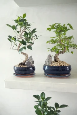 Danskavlede Planter|Bonsai^PLANT Bonsai ligustrum
