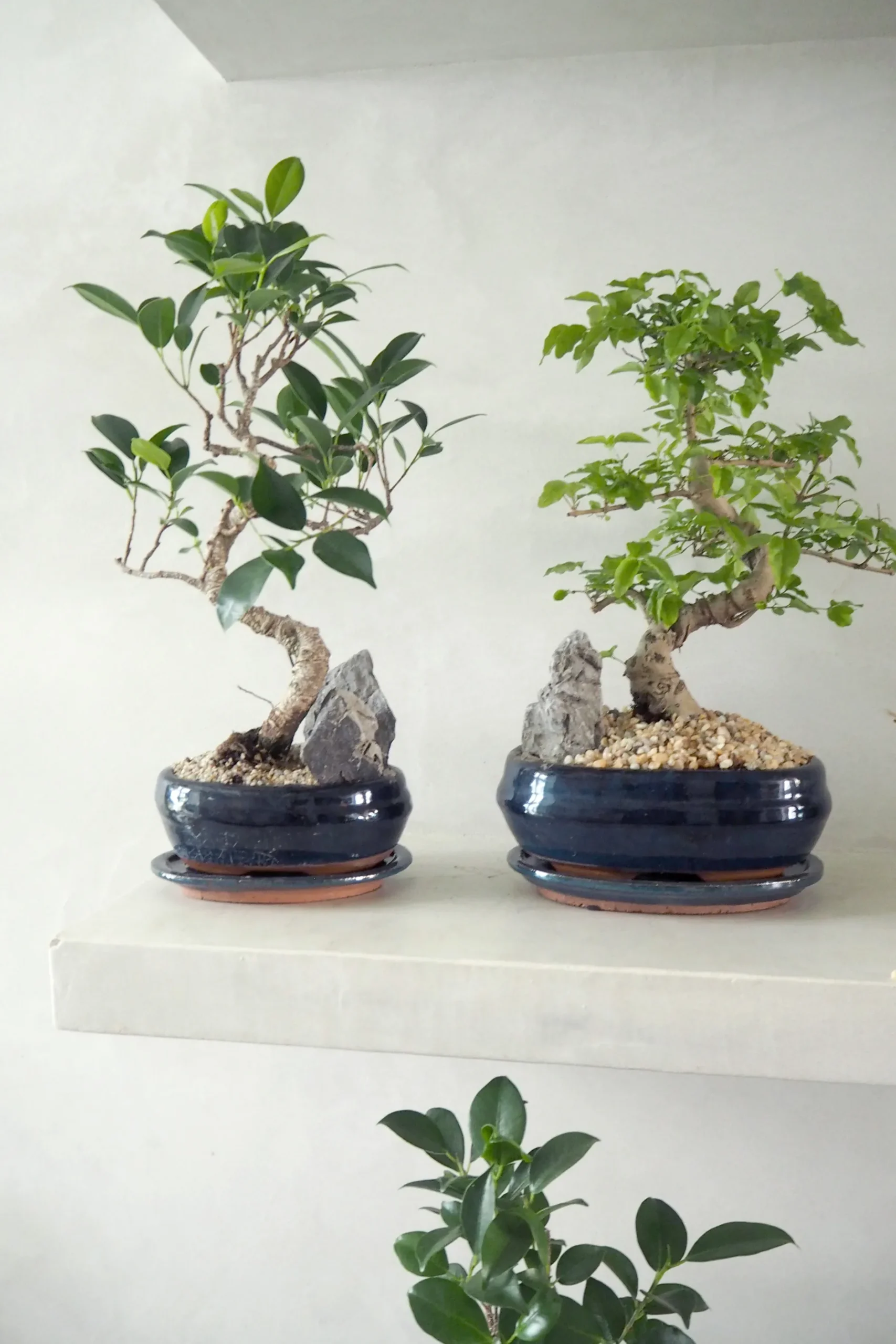 Danskavlede Planter|Bonsai^PLANT Bonsai ligustrum