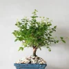 Bonsai^PLANT Bonsai Sageretia, medium