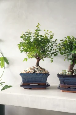 Bonsai^PLANT Bonsai Sageretia, medium