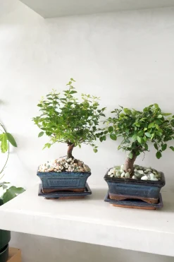 Bonsai^PLANT Bonsai Sageretia, medium