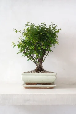 Danskavlede Planter|Bonsai^PLANT Bonsai Sageretia, medium