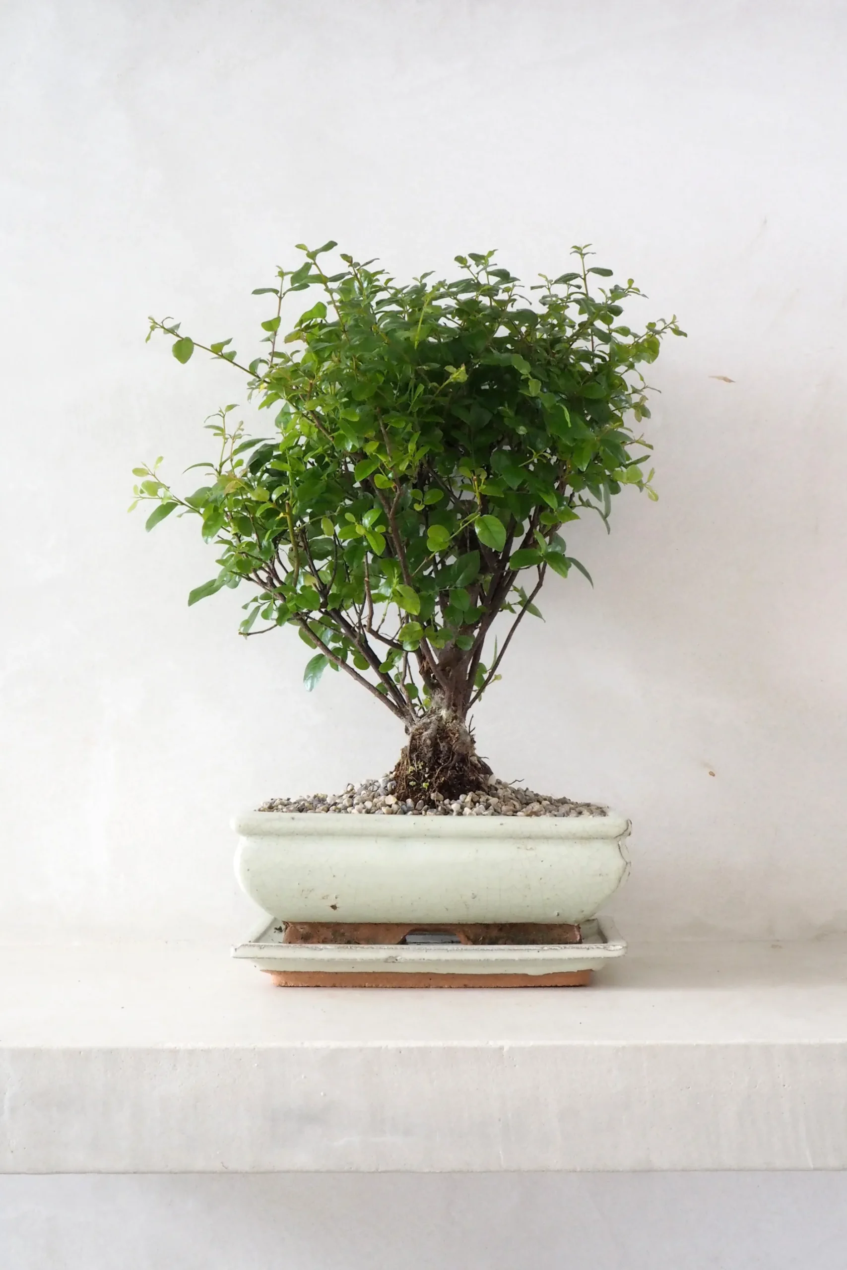 Danskavlede Planter|Bonsai^PLANT Bonsai Sageretia, medium