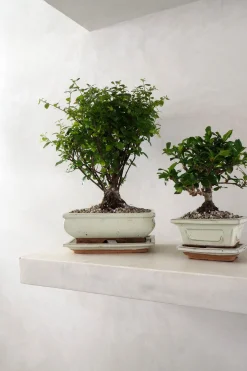 Danskavlede Planter|Bonsai^PLANT Bonsai Sageretia, medium