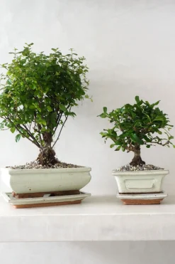 Danskavlede Planter|Bonsai^PLANT Bonsai Sageretia, medium