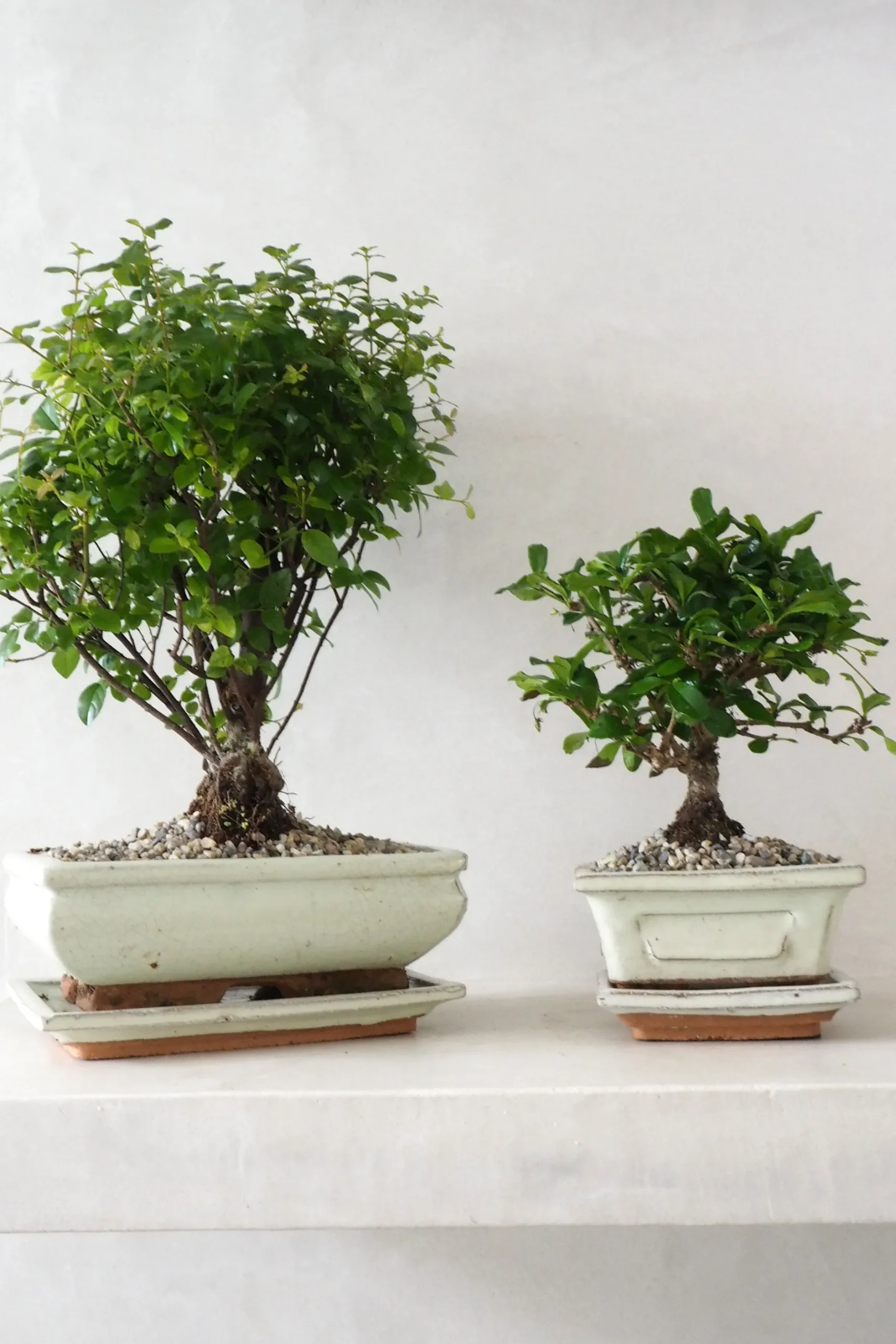 Danskavlede Planter|Bonsai^PLANT Bonsai Sageretia, medium