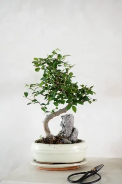 Værktøj Og Redskaber|Bonsai^PLANT Bonsai saks, lille