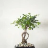 Bonsai^PLANT Bonsai Zelkova, lille