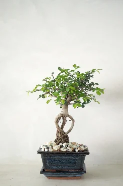 Bonsai^PLANT Bonsai Zelkova, lille