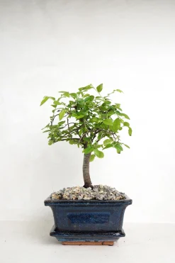 Bonsai^PLANT Bonsai Zelkova, lille