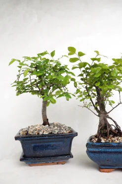 Bonsai^PLANT Bonsai Zelkova, lille